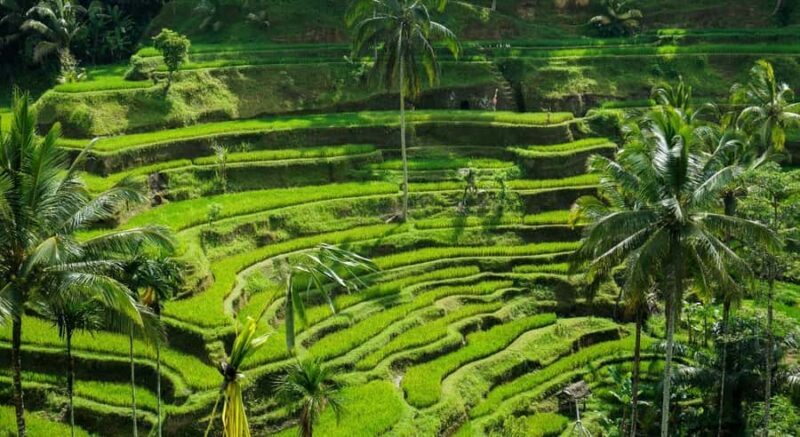 Ubud: Customised Ubud Tour with Private Driver Experience - Why Choose the Ubud Private Tour?