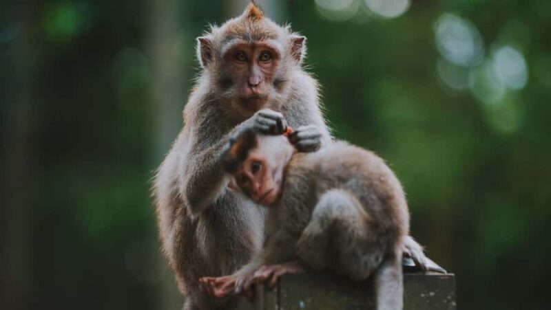 Ubud: Customized Ubud Full Day Tour With Private Driver - Good To Know