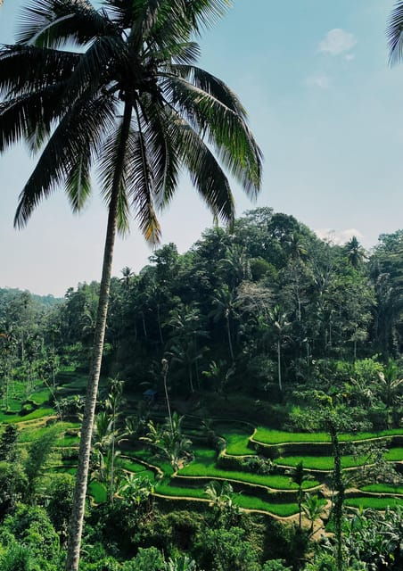 Ubud Day Tour - Best Thing to Do in Ubud Bali - Key Attractions