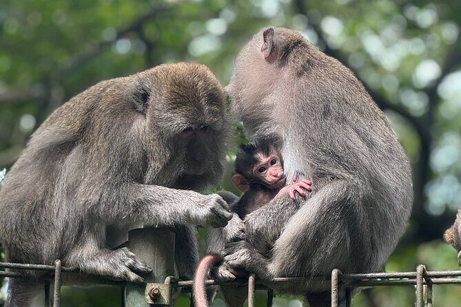 Ubud Day Tour with Private Car & Local Driver - Why Choose the Ubud Day Tour?