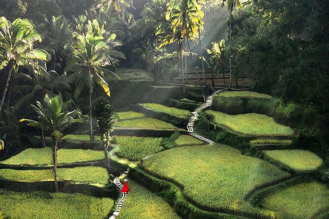Ubud DayTrip : Monkey Forest - Rice Terrace - Jungle Swing - Water Temple - Rice Terrace