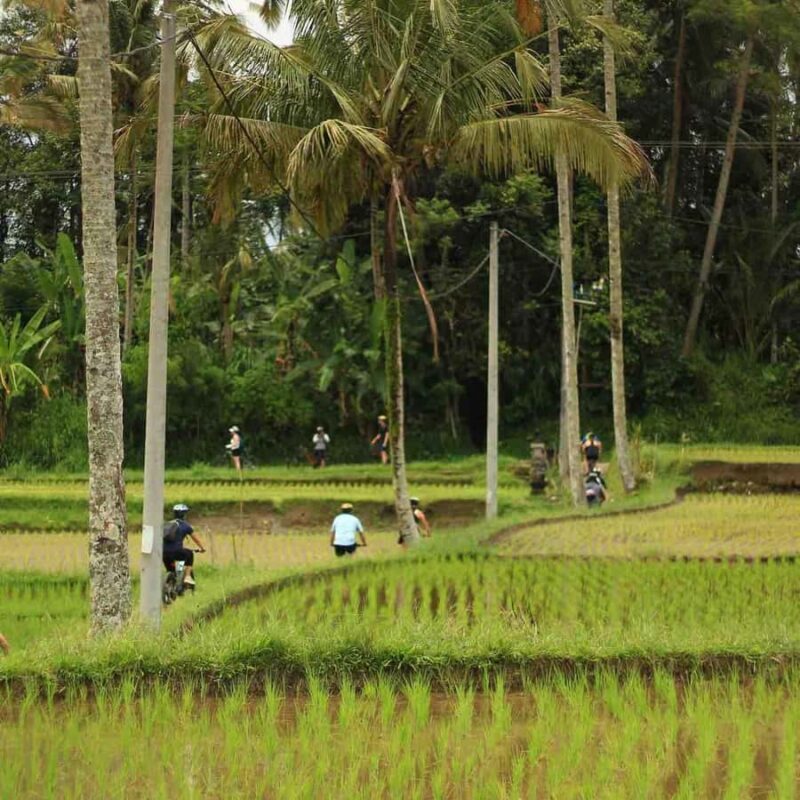 Ubud: Downhill Cycling Volcano, Jungle and Rice Terrace - Who Should Consider This Tour?