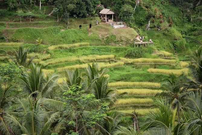 Ubud: Full-Day Cultural and Natural Wonders Discovery Tour (Feb ) - Tour Highlights