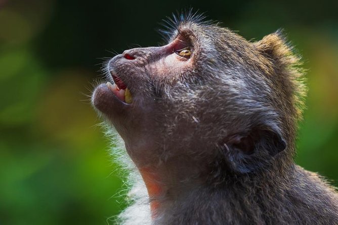 Ubud: Full-Day Cultural and Natural Wonders Discovery Tour (Feb ) - Itinerary Overview