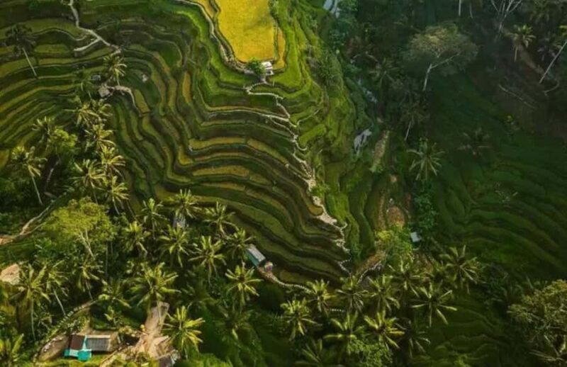 Ubud: Full Day Private Tour - Good To Know