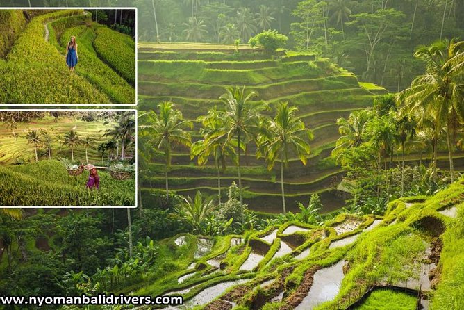 Ubud Full Day Tour - Itinerary Overview