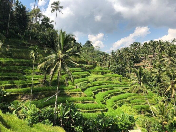 Ubud Full Day Tour - Tour Overview
