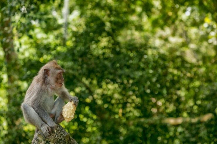 Ubud Full Day Tour Culture and Activity - Tour Highlights