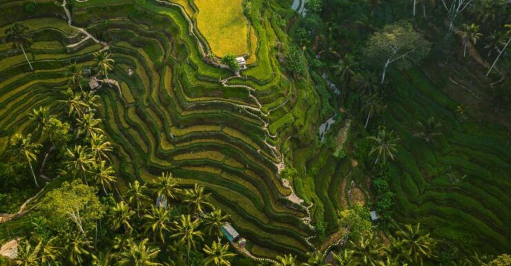 Ubud Full Day Tour Culture and Activity - Full Description