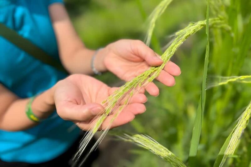 Ubud Half-Day: Rice Fields, Batuan Kaler Temple & Waterfall - Good To Know
