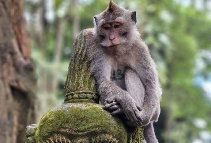 Ubud: Half-Day Semi-Customized Private Tour With a Guide - Booking and Flexibility
