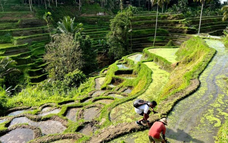 Ubud Half Day Waterfall Tour & Temple - FAQ
