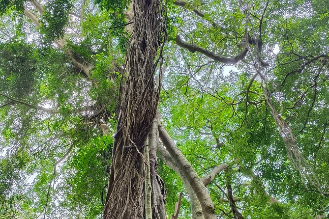 Ubud : Hidden Canyon Guwang Village and Ubud Village Trips - Pricing and Booking Process