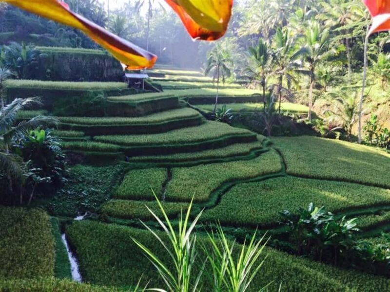 Ubud: Hidden Waterfall, Rice Terrace & Ulun Danu Temple Tour - Who Would Enjoy This Tour?