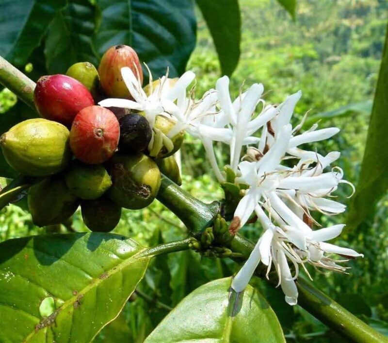 Ubud: Hidden Waterfall, Rice Terrace & Ulun Danu Temple Tour - In The Sum Up