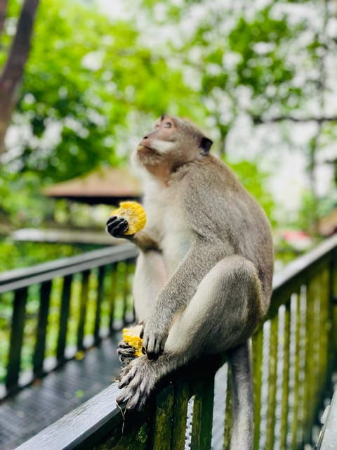 Ubud: Hidden Waterfalls & Rice Terrace Tours - Key Points