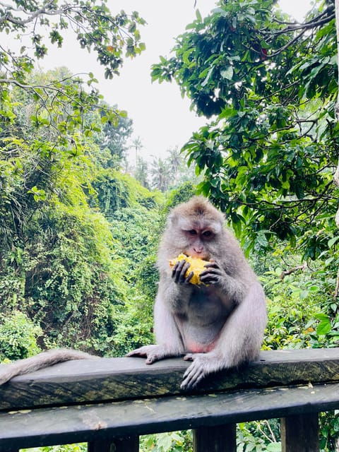 Ubud: Hidden Waterfalls & Rice Terrace Tours - Scenic Rice Terraces