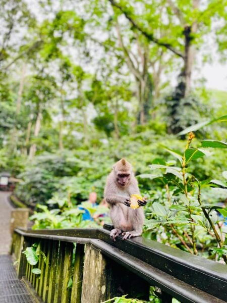 Ubud: Hidden Waterfalls & Rice Terrace Tours - What to Bring
