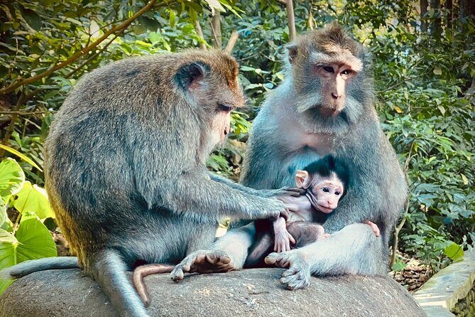 Ubud Hidden Wonders A Day in Balis Heart - Exploring Ubud’s Natural and Cultural Gems