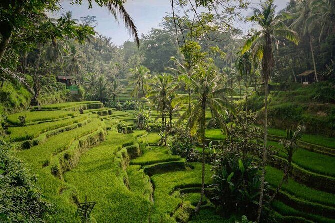 Ubud Highlight: Best of Ubud Private Day Tour with Local Guide - What Reviewers Say