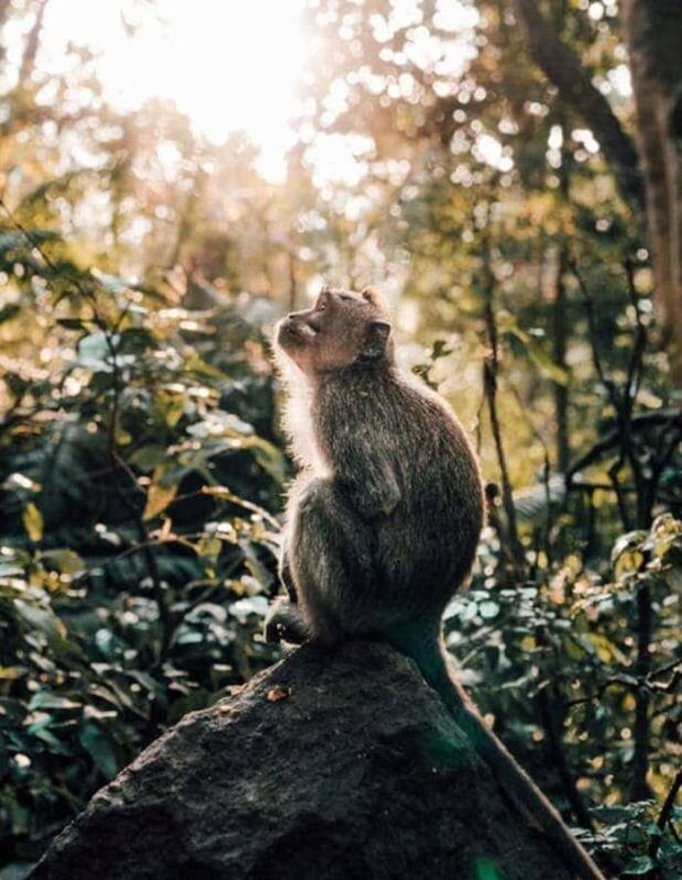 Ubud: Highlight Nature Wildlife, Swing & Waterfall - An In-Depth Look at the Ubud Tour