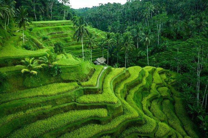 Ubud Highlight Tour With Monkey Forest, Rice Terrace, Waterfall - Monkey Forest Encounter