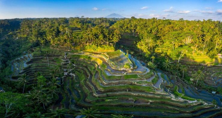 Ubud Highlight With Culture Tour - Cultural Immersion and Balinese Traditions