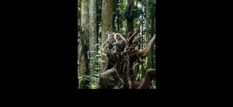 Ubud highlights experience tour - Final Thoughts: Is This Tour For You?