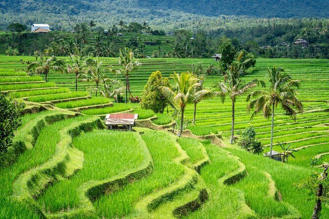 Ubud Highlights Private Day Tour - Why the Ubud Highlights Private Tour Offers Great Value