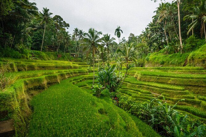 Ubud Highlights Private Tour All Inclusive with Jungle Swing - An In-Depth Look at the Ubud Highlights Private Tour