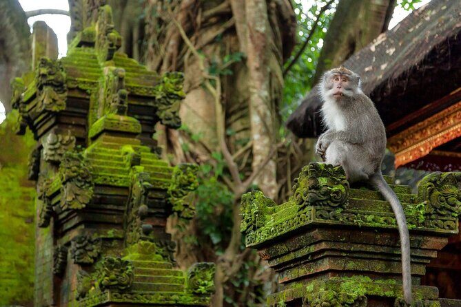 Ubud Highlights Rice Terraces, Temple, Waterfall & Monkeys forest - Who Would Love This Tour?