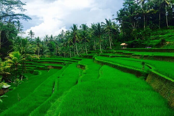 Ubud Highlights Tour ( Private All-Inclusive ) - In-Depth Look at the Ubud Highlights Tour