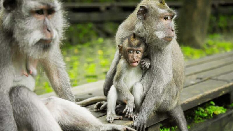 Ubud: Highlights Tour with Soul Purification at Tirta Empul - Exploring Ubud: An Enchanting Balinese Experience