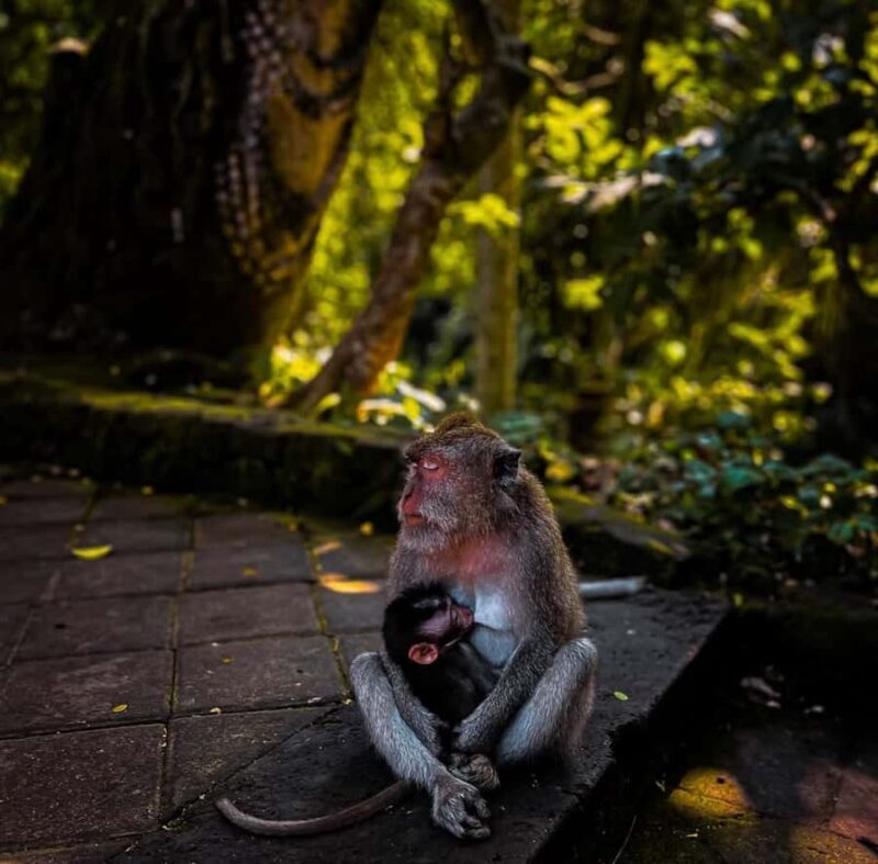 Ubud Highlights Tours Customized With Private Driver & Guide - Who Is This Tour Best For?