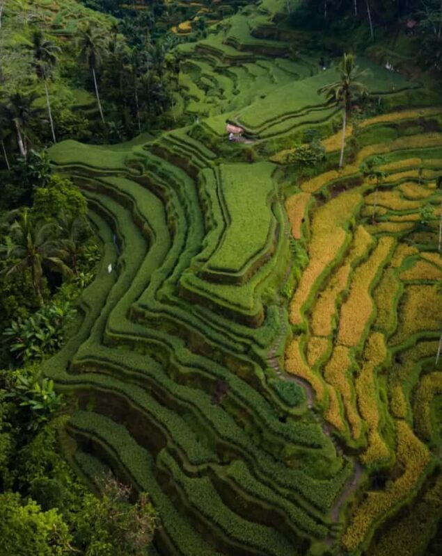 Ubud Highlights Tours Customized With Private Driver & Guide - Practical Tips for Your Ubud Highlights Tour