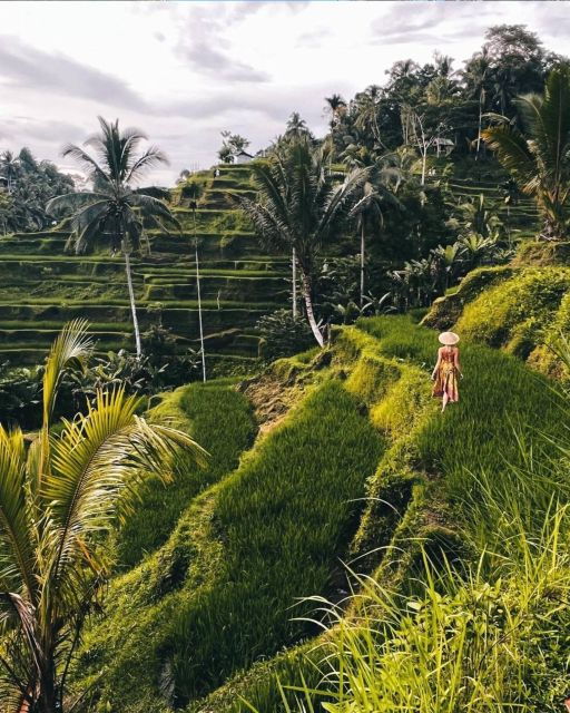 Ubud Higlights - Monkey Forest, Temple and Rice Terrace - Monkey Forest Encounter