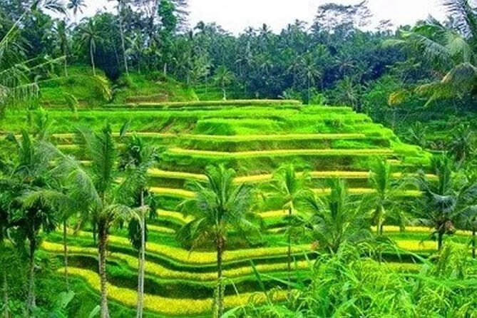 Ubud: Holy Water Temple, Volcano View, Rice Terrace, MonkeyForest - Good To Know
