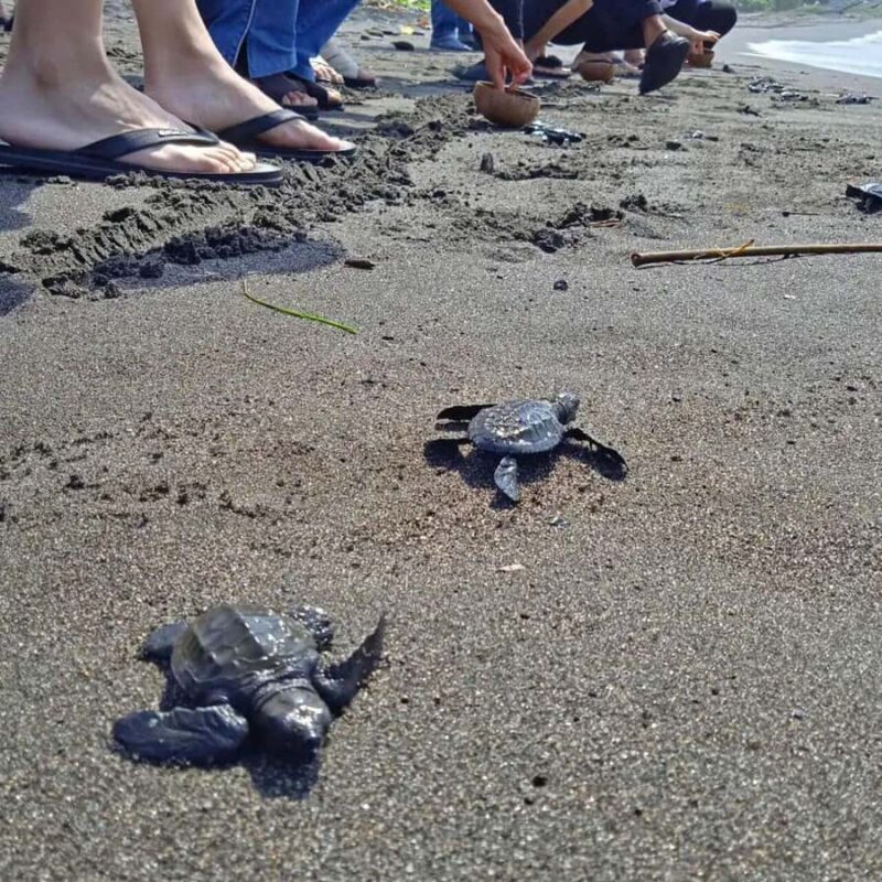 Ubud: Horse Ride, Turtle Conservation Visit & Waterfall Tour - Who Should Consider This Tour?