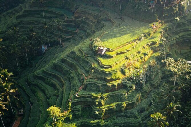 Ubud Iconic Full Day Tour Monkey Forest Rice Terraces Waterfalls - Who Is This Tour Best For?