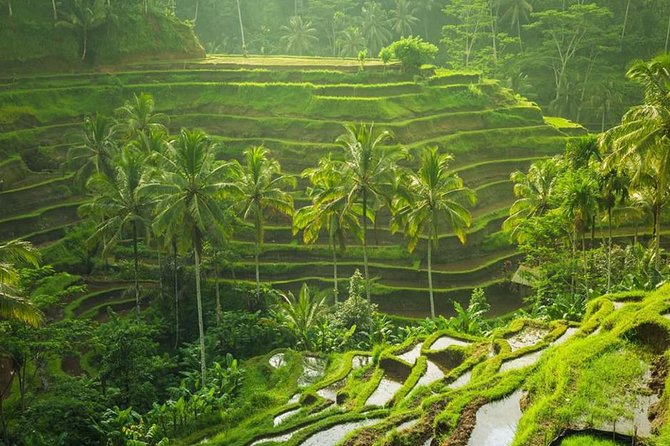 Ubud Instagram Spots Tour - One Day Private Trip - Tour Highlights