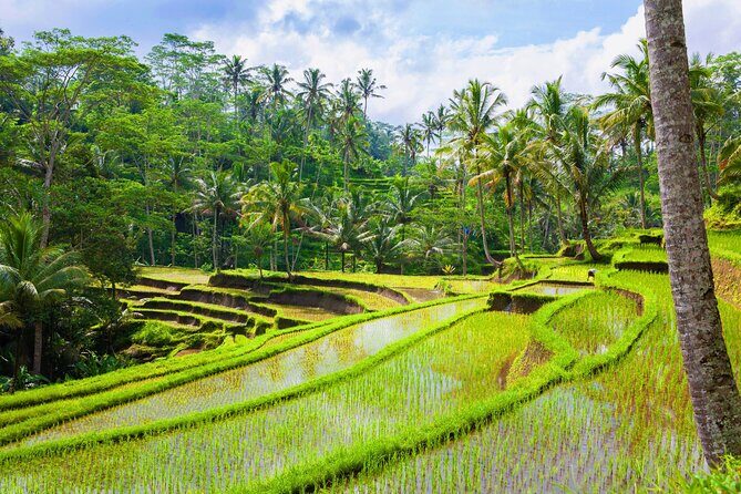 Ubud Jungle Adventure: Tirta Empul & Bali Swing - Good To Know