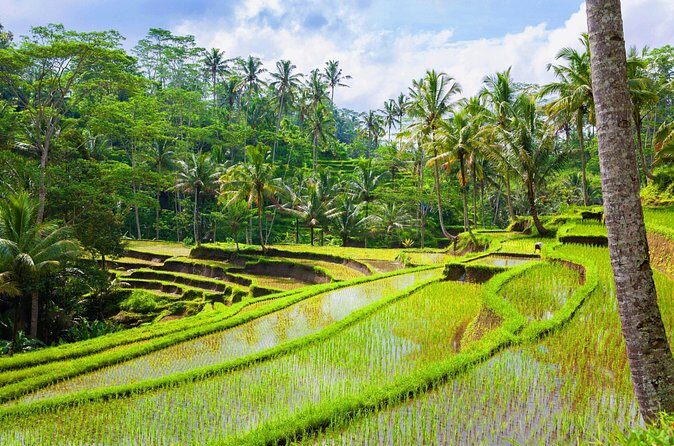 Ubud Jungle Adventure: Tirta Empul & Bali Swing - Who Is This Tour Best For?