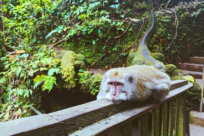 Ubud Jungle Adventure: Tirta Empul & Bali Swing - Real Traveler Insights