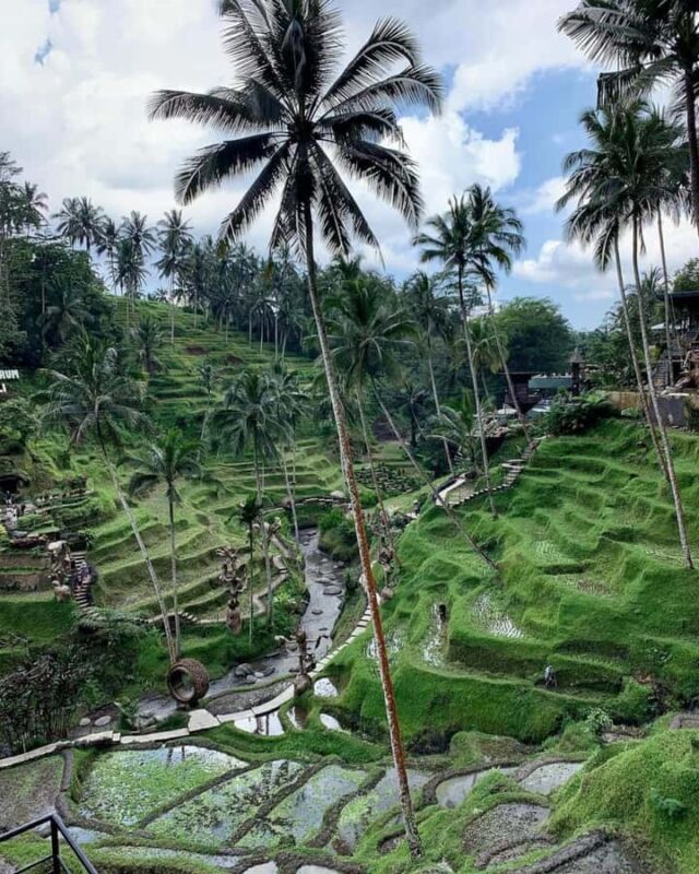 Ubud: Monkey Forest and Pakudui Rice Terrace Tour - An In-Depth Look at the Ubud Monkey Forest & Pakudui Rice Terrace Tour  