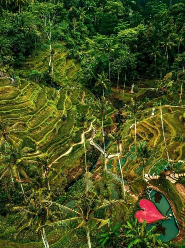 Ubud: Monkey Forest and Pakudui Rice Terrace Tour - Good To Know