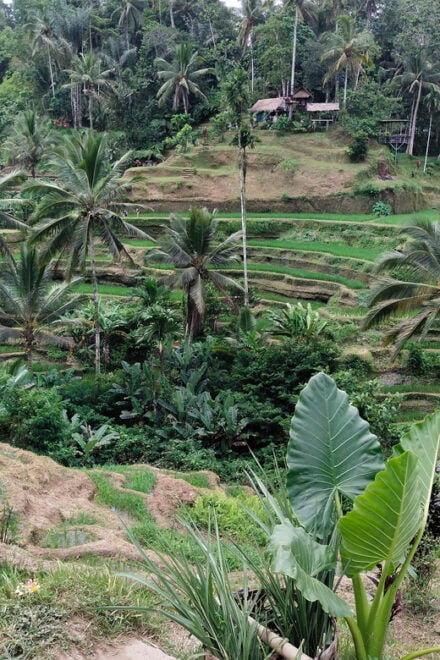 Ubud: Monkey Forest and Tegenungan Waterfall Guided Tour - Inclusions of the Tour