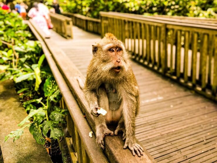 Ubud: Monkey Forest, Rice Terrace, and Jungle Swing Tour - Key Points