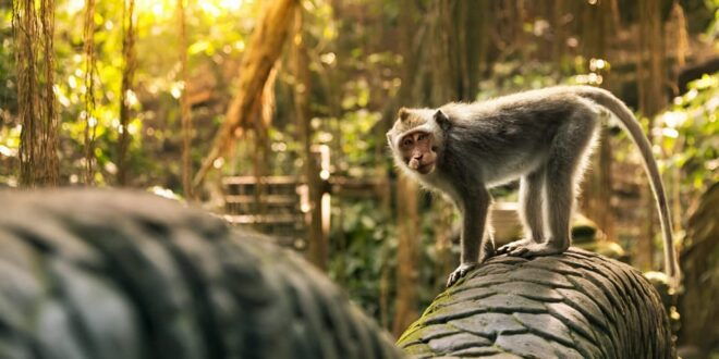 Ubud: Monkey Forest, Rice Terrace, and Jungle Swing Tour - Transportation and Driver Details