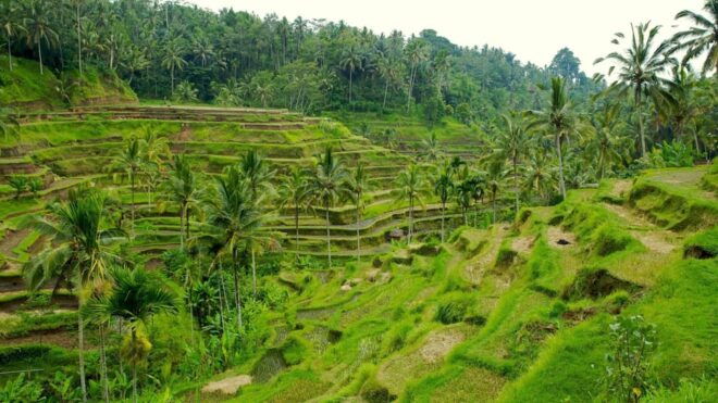 Ubud: Monkey Forest, Rice Terrace, and Jungle Swing Tour - Participant Information and Restrictions