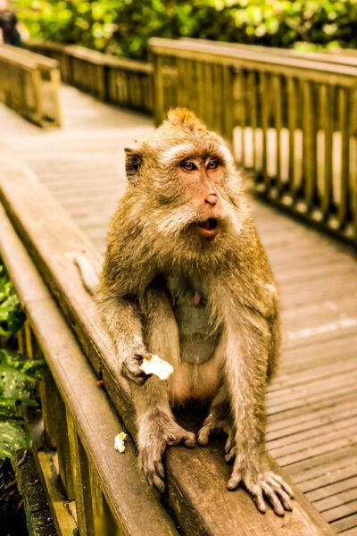 Ubud: Monkey Forest, Rice Terrace, and Jungle Swing Tour - Customer Reviews and Experiences